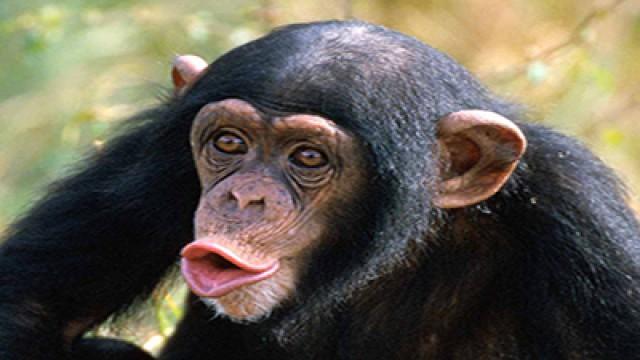 Chimpanzees