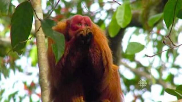 Uakari: Secrets of the Red Monkey