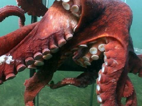 Aliens of the Deep Sea