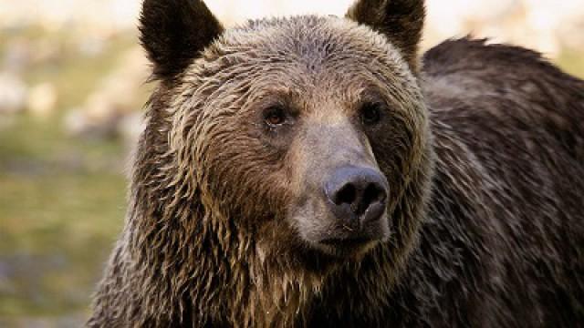 The Last Grizzly