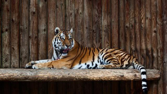 The American Tiger