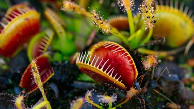 Smarty Plants: Uncovering the Secret World of Plant Behaviour