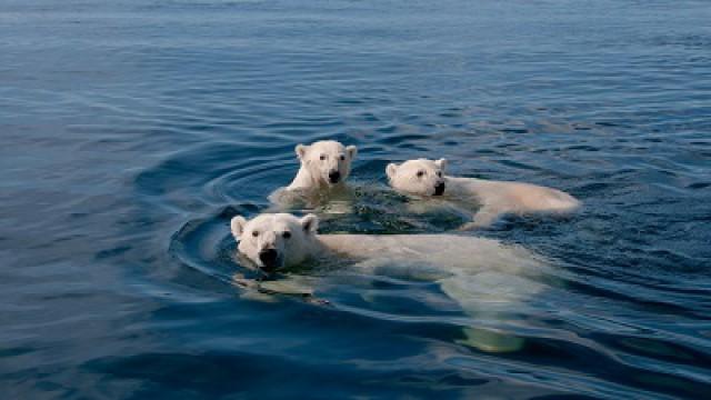 Polar Bears: A Summer Odyssey