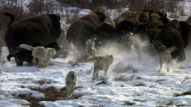The Buffalo Wolves