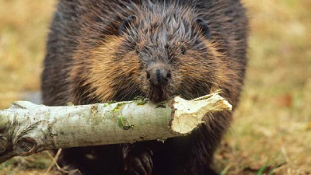 The Beaver Whisperers