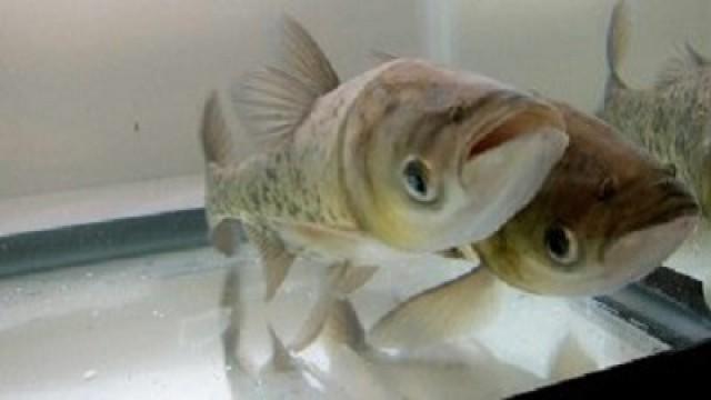 Carpe Diem: A Fishy Tale