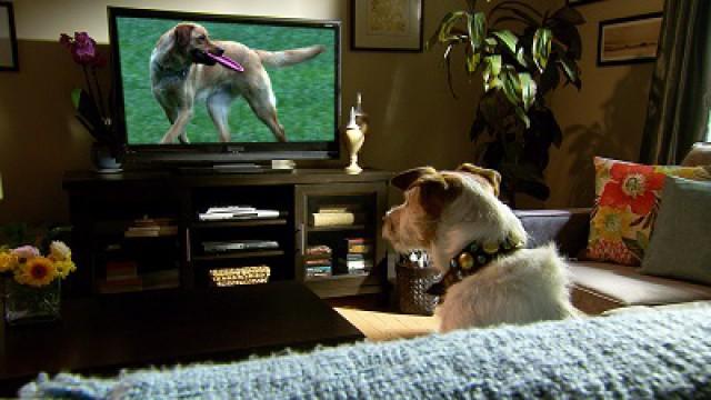 A Dog’s Life