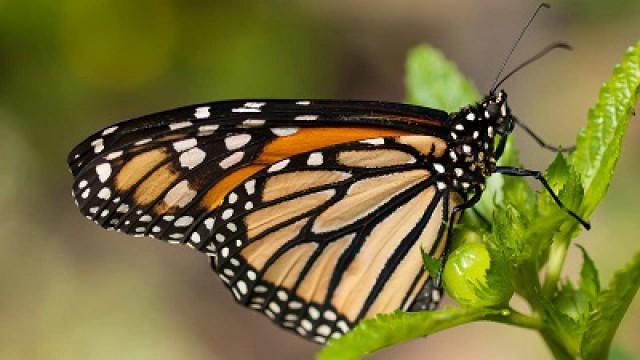 The Great Butterfly Hunt