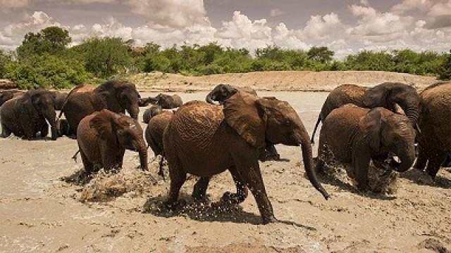 How to Be a Wild Elephant