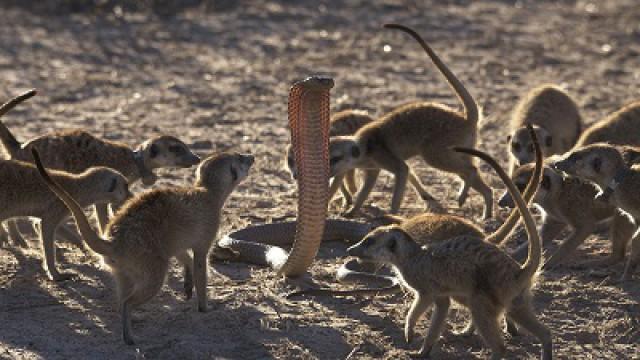 The Kung Fu Meerkats