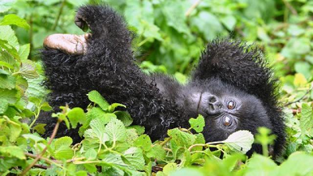 Gorilla Doctors