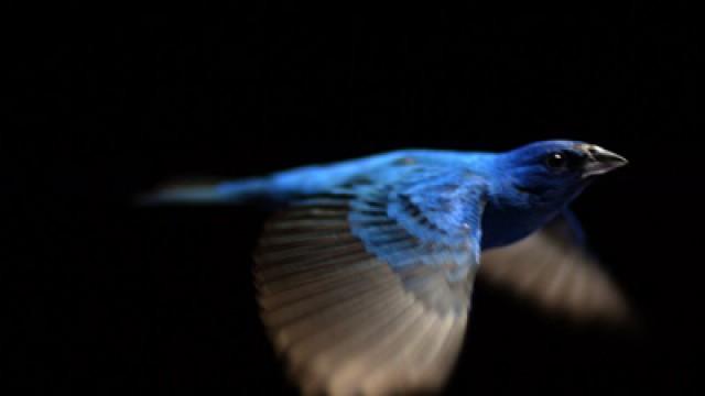 SongbirdSOS