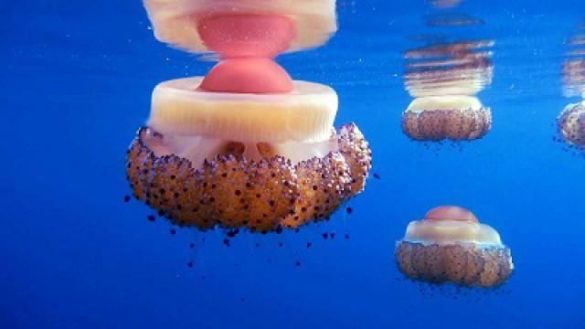 Jellyfish Rule!