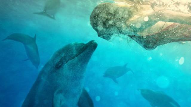 Conversations With Dolphins