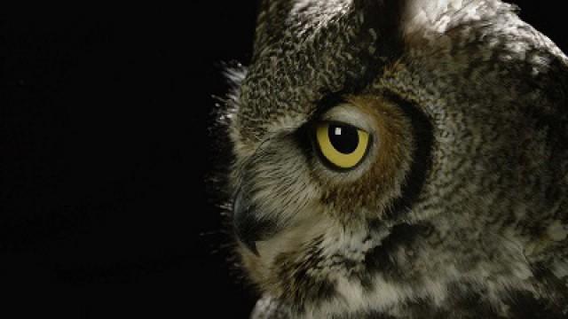 The Secret Life of Owls
