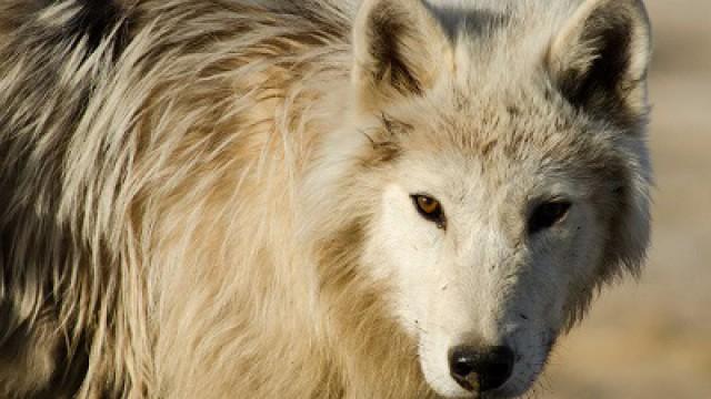 White Wolves: Ghosts of the Arctic