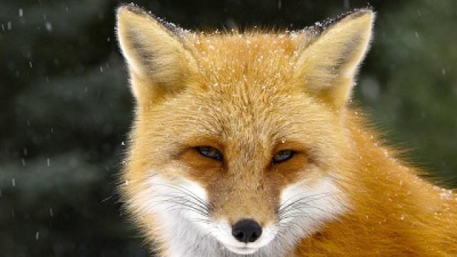 Fox Tales