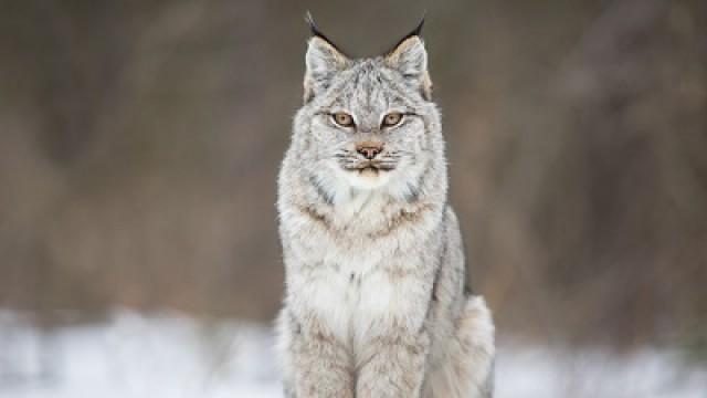 The Wild Canadian Year (4) - Winter