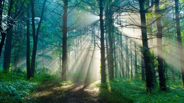 What Trees Talk About