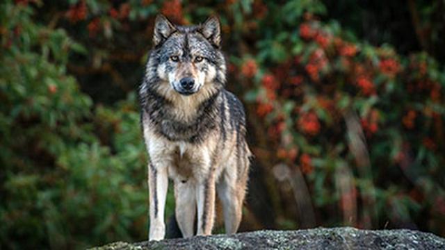 Takaya: Lone Wolf