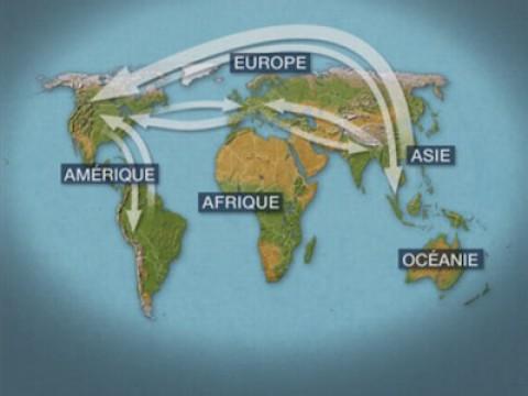 Die Globalisierung von Tierseuchen