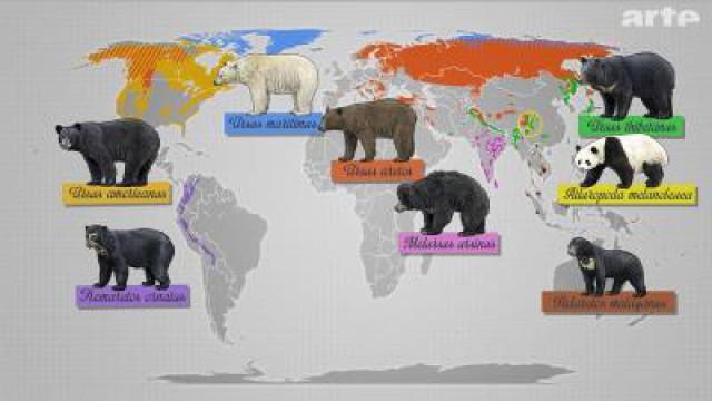 Des ours et des hommes