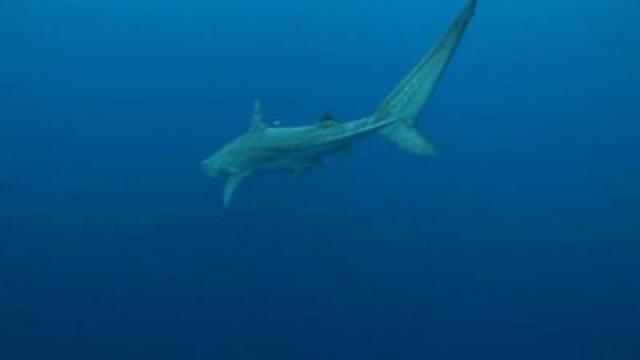 Bahamas - Shark Special