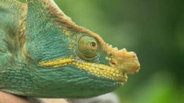 Madagascar