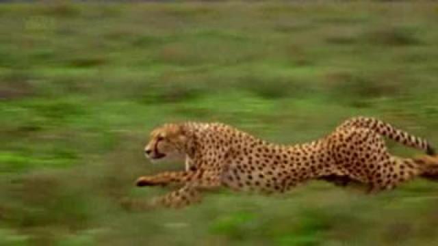 South Africa 2