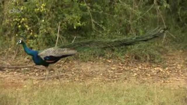 Sri Lanka 2