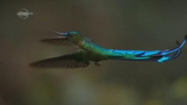 Hummingbirds - Jewelled Messengers