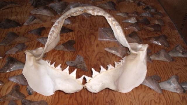 Giant Shark: Megalodon