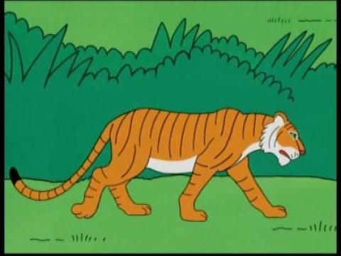 India - Tiger