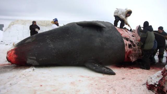 Whale Hunters