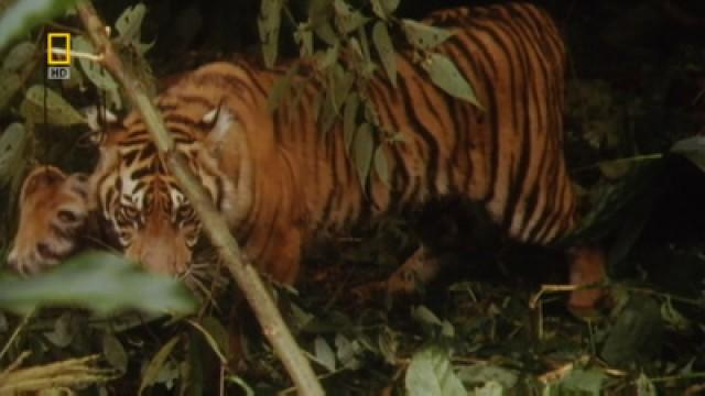 The Tiger Trade