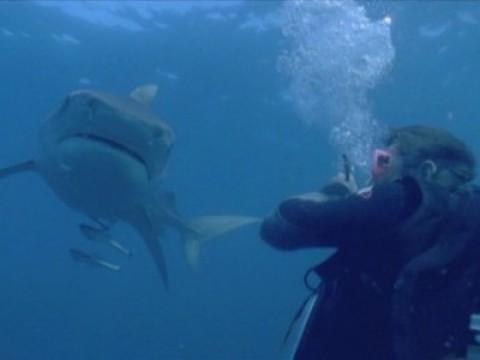 Bull Shark: World's Deadliest Shark