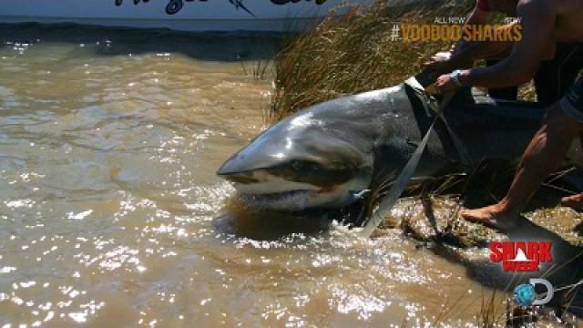 Voodoo Sharks