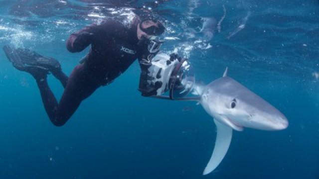 Shark Vortex