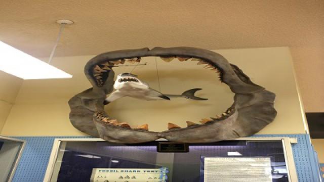 Megalodon: Fact Vs. Fiction