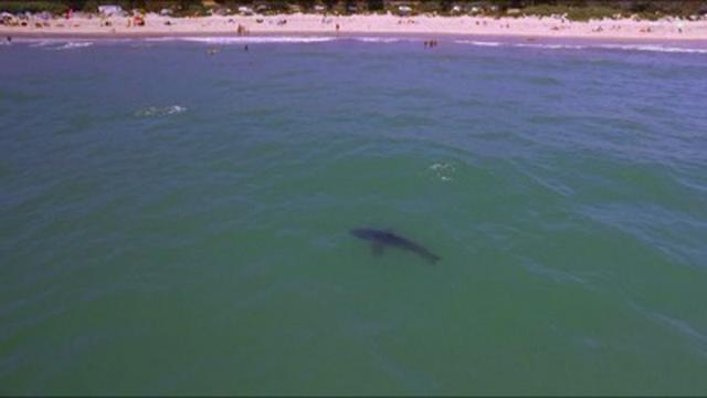 Sharks of the Badlands