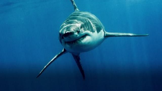 Great White Kill Zone: Guadalupe