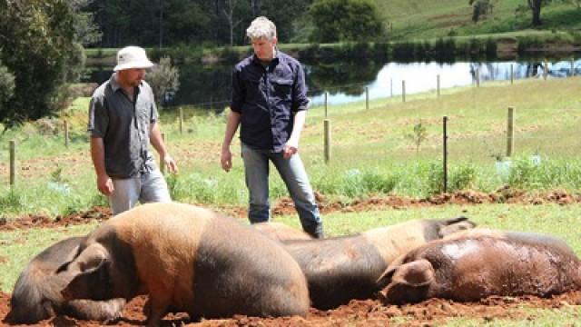 The Business Of Pig Farming