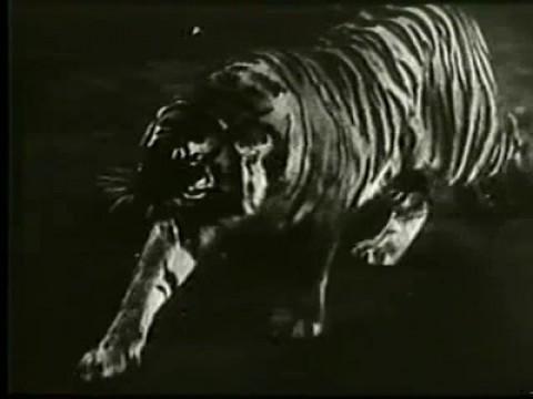 Panic in the Zoo