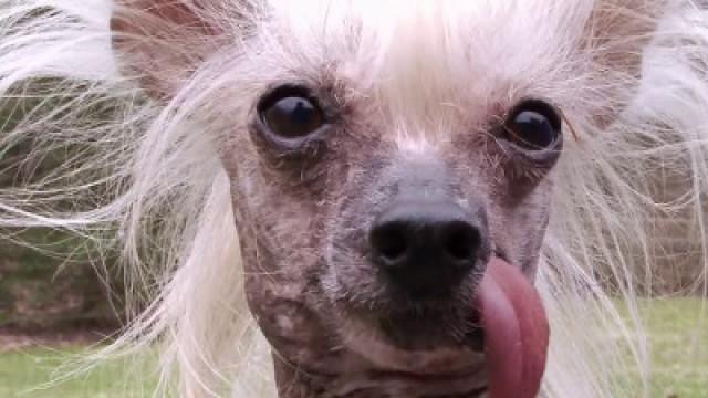 Border Collie, Chinese Crested, English Mastiff, Italian Greyhound, Lhasa Apso