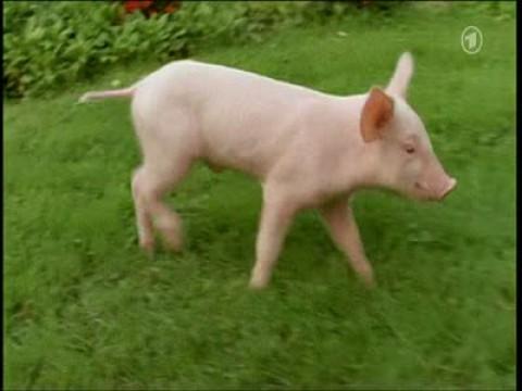 Spürschwein Rudi