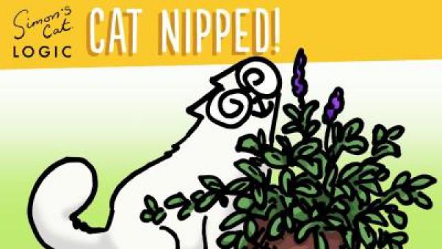 Simon’s Cat Logic: Why Do Cats go Crazy for Catnip?