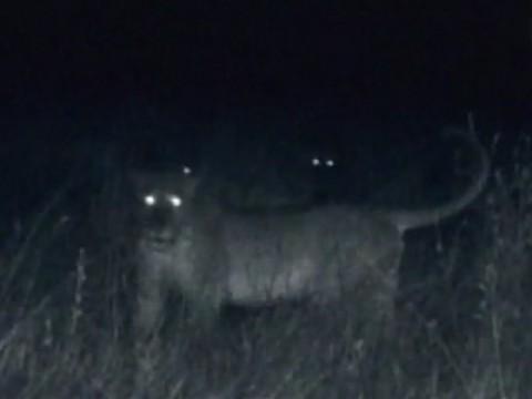 Tracking the Marsh Pride