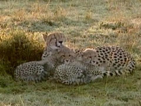 Kidogo's Cubs: Family Ties