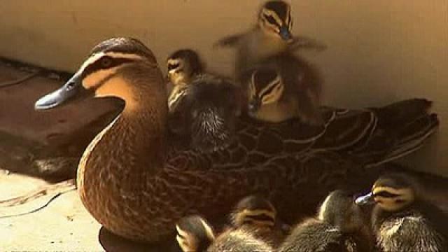 Rescuing a Mother Duck and Her Nine Babies