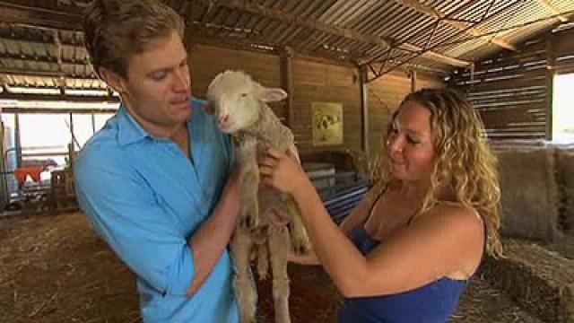 Saving a 4-Week-Old Lamb